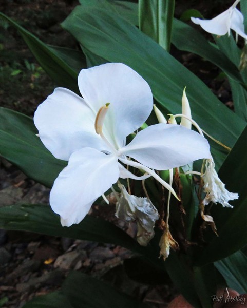 La pureté et le parfum délicat; la fleur du gingembre sauvage(Hedychium Coronarium) poussant sur le bord de la ravine à l'état sauvage et pourtant endémique d'Asie!.jpg