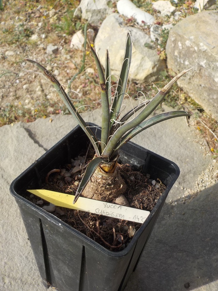 Yucca schidigera.JPG