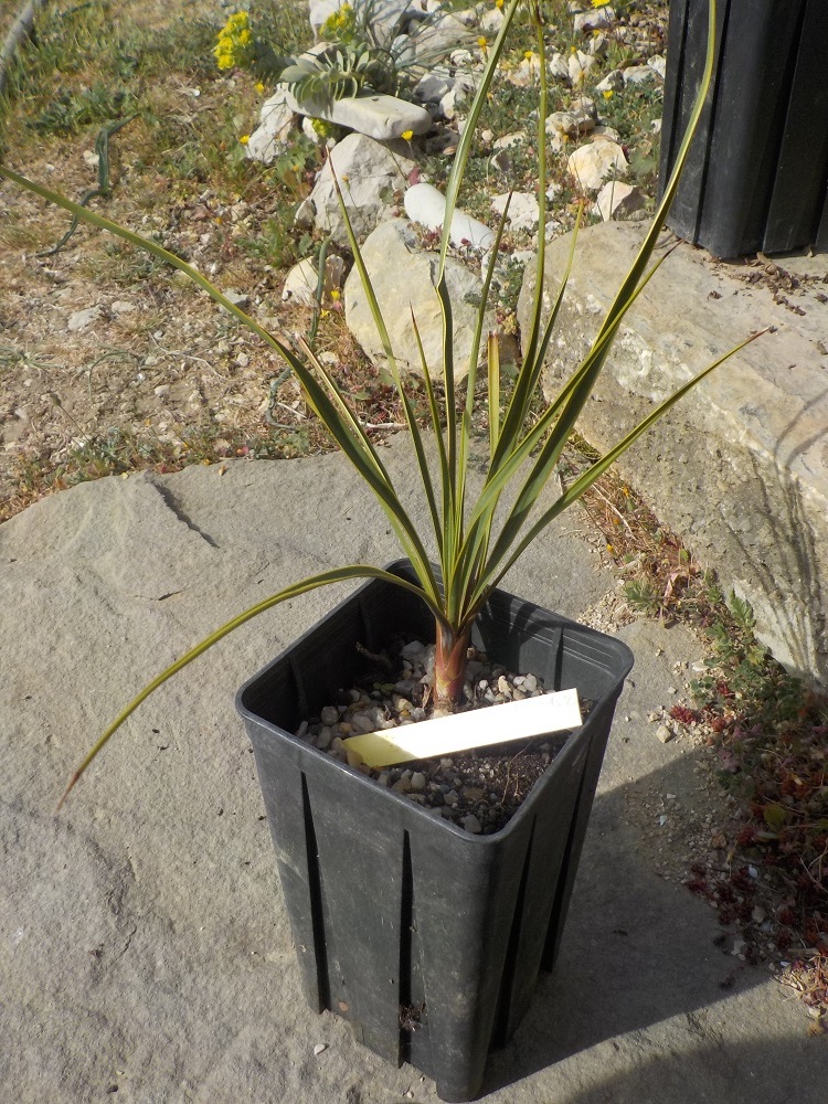 Yucca reverchonii.JPG