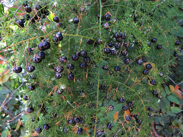 Asparagus setaceus avec ses petits fruits toxiques noir vernissés..jpg