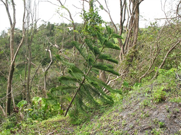 Le même Araucaria après le passage du cyclone Dean en août 2007.jpg