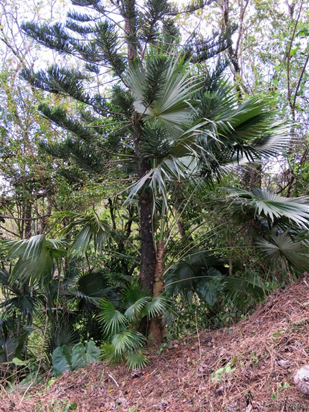 un Coccothrinax barbadensis (semis naturel) s'est pris d'amour pour l'Arocaria planté en 2000! 2.jpg