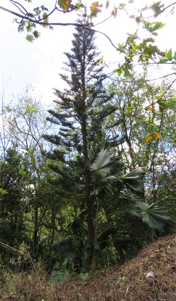 un Coccothrinax barbadensis (semis naturel) s'est pris d'amour pour l'Arocaria planté en 2000! 1.jpg