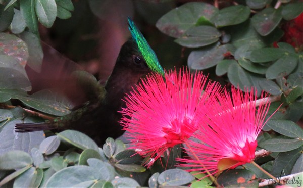 Huppe et houppe,un flash de couleurs à midi dans le buisson de Calliandra.jpg