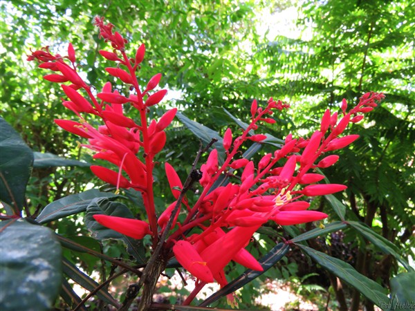 Quassia amara, la Quinine de Cayenne, est une plante tropicale de la famille des Simaroubaceae. En Guyane, la plante porte le nom vernaculaire de Couachi. Ses propriétés antipaludéennes ont été mises en évidence..jpg