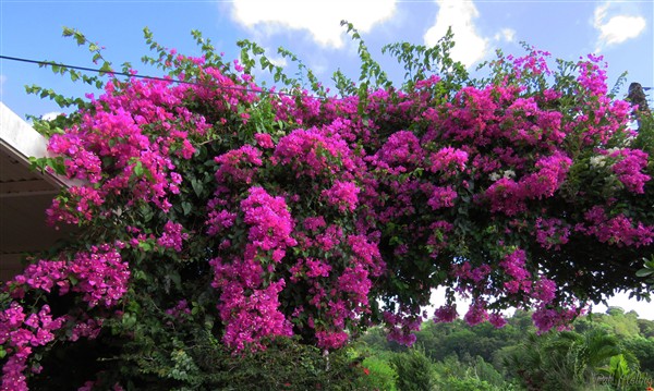 Stress hydrique=fleurs et inflorescence sur le bougainvillée!.jpg