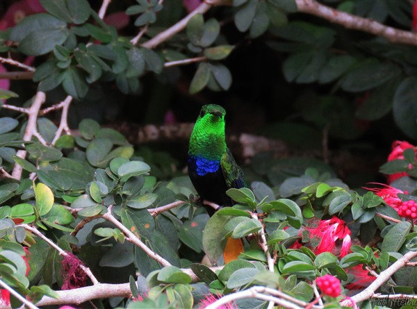 Le fal vert,un colibri moins agressif que les autres variérés..jpg