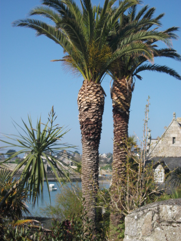 Dans un jardin privé 2 monstres de Phoenix canariensis environ 10-12 m