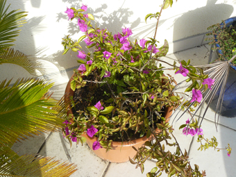 Bougainvillea glabra