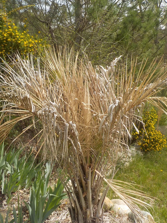 Butia odorata 1.JPG