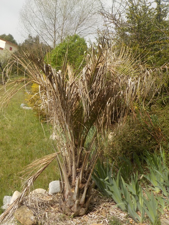 Butia odorata.JPG