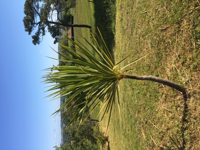 Dracaena Indivisa (?), planté en octobre 2015.