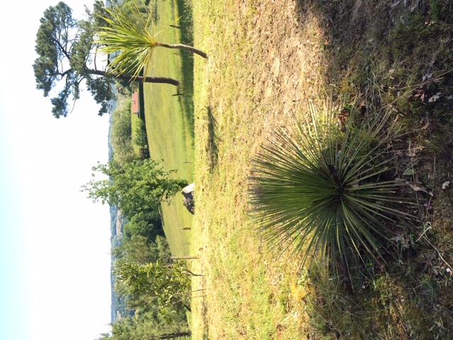 Dasylirion Seratifolium (?), planté en octobre 2015.