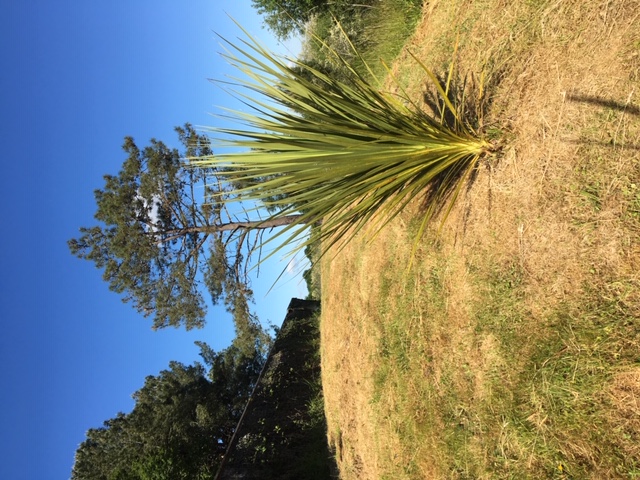 Cordyline Australis, plantée en 2016, c'est la plante qui pousse le plus vite actuellement