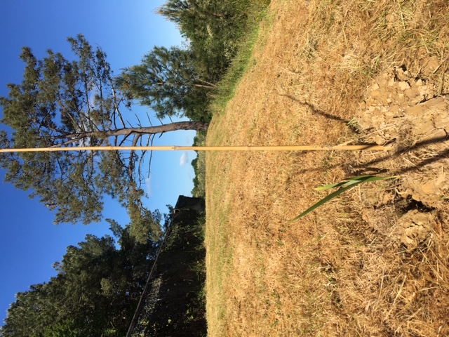 bébé Washingtonia robusta botanique de Basse Californie, tout juste planté (je suis un grand optimiste)