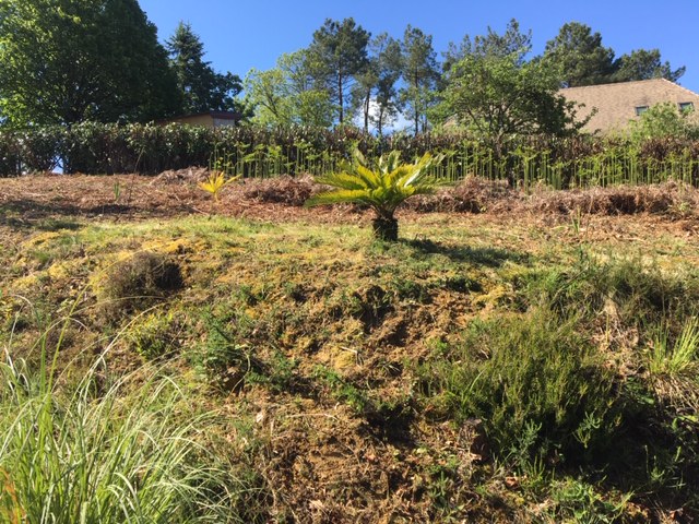 Cycas Révoluta acheté et mis en pot sur la terrasse en 2016, c'était joli. mais très vite ...je l'ai cru mort en 2017 (plus aucune feuille), balancé sur un tas de vieux branchages, me suis ravisé quelques jours après. je l'ai vite mis dans un trou creusé avant de repartir de la maison a la fin des vacances. puis oublié. puis j'ai débroussaillé les fougeres en été 2018 et il etait là ! tout beau et tout vivant : )