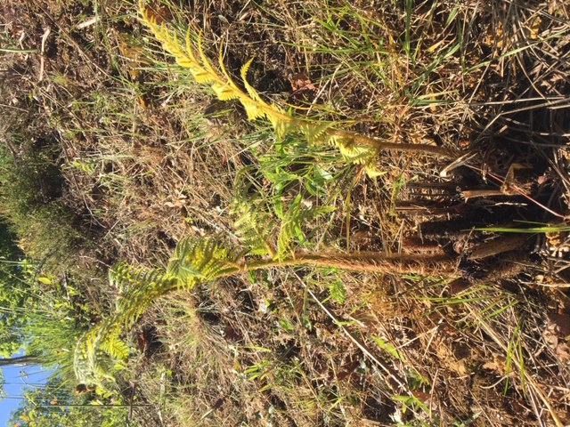 Cyathea Australis (j'en ai 3), plantée en automne 2018, pas trop en forme, les frondes sont minis