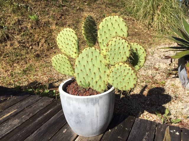 Opuntia qui se porte a merveille dans son pot. j'ai la meme en test en pleine terre depuis 2 ans qui pousse moins bien