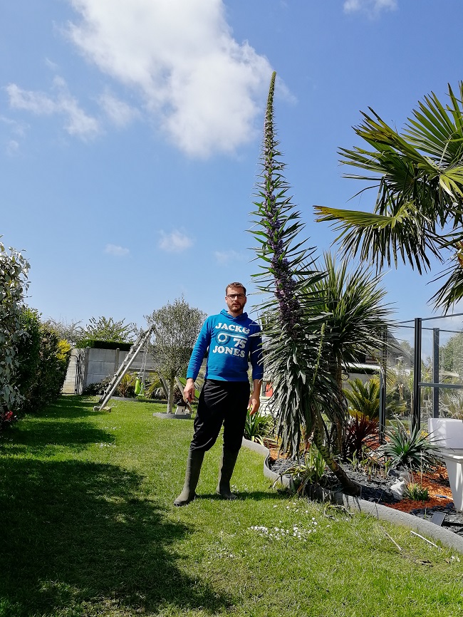 echium qui monte  à 3m/3,50m