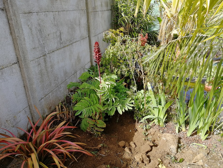 floraison melianthus major