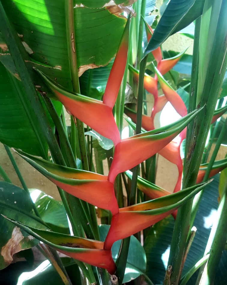 Heliconia Bihai &quot;Hong Kong&quot;