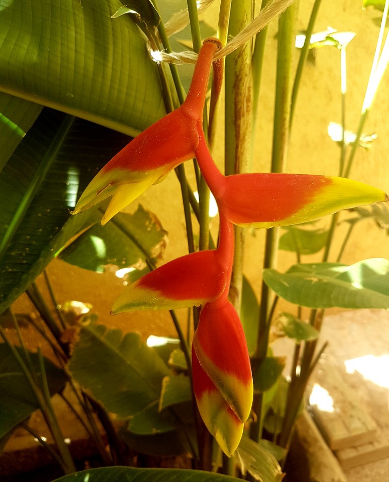 Heliconia Rostrata