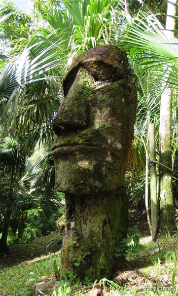 Le Moaï sculpté dans le stipe d'une fougère arborescente en 2005, toujours au coeur de la palmeraie au fil des années, bravant les intempéries..jpg