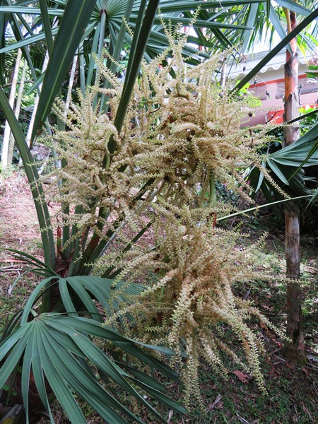 Le Serenoa repens silver à nouveaux en fleurs.jpg