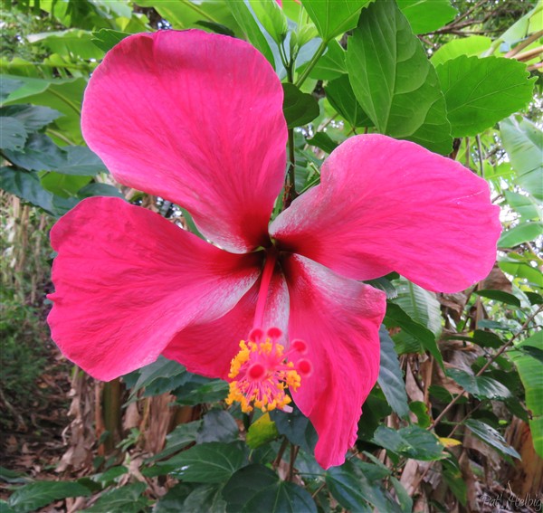 L'hibiscus fleur emblématique des tropiques!.jpg