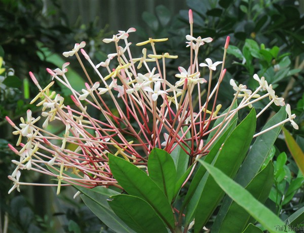 L'ixora odorata dissémine son parfum suave..jpg