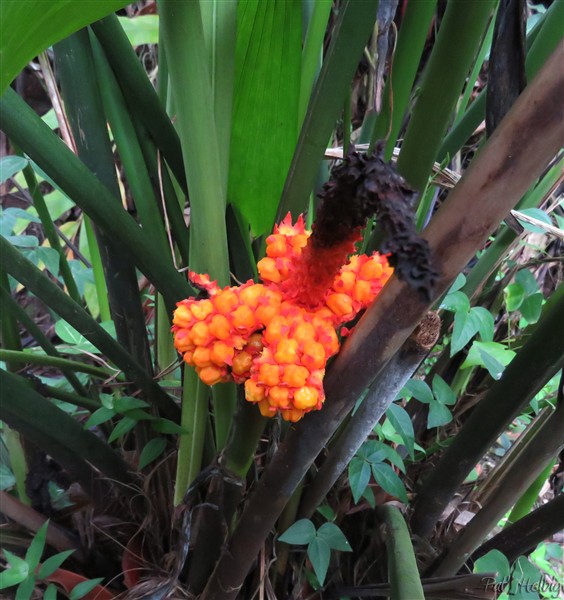 Au bord de la ravine les étranges organes reproducteur du Carludovica palmata 2.jpg