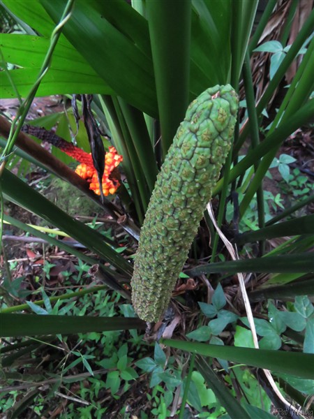 Au bord de la ravine les étranges organes reproducteur du Carludovica palmata 1.jpg