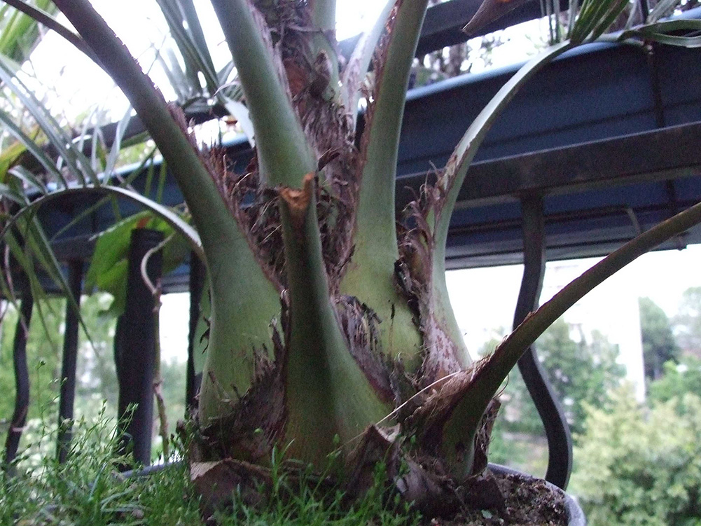 Le Butia vu de près, acquis au printemps, il est jeune mais a l'air robuste..