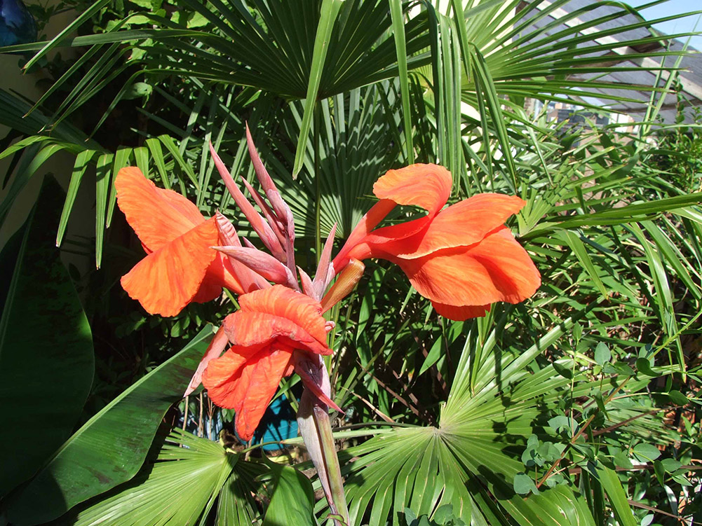 Un fleur d'un des cannas de l'année dernière..