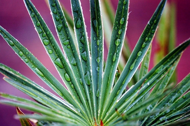 Candidat n°15 Photo C Macro sur Trachycarpus princeps.jpg