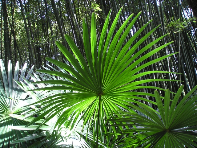 Candidat n°4 Photo A Trachycarpus fortunei Palme Parfaite.JPG