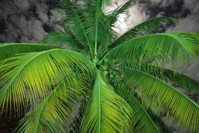 Candidat n°1 Photo A Mon cocotier au clair de lune Guyane Française.JPG