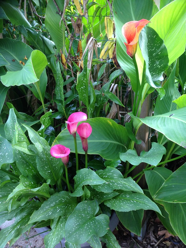 Arums et Cannas