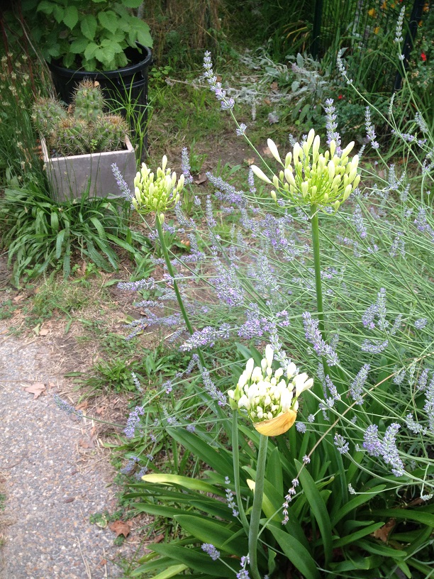 Lavande et Agapanthe blanche