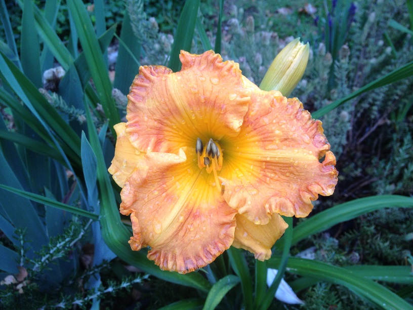 Hemerocallis &quot;Orange Nassau&quot;