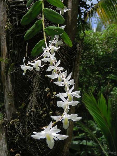 4 Il sagit de Dendrobium crumenatum.jpg