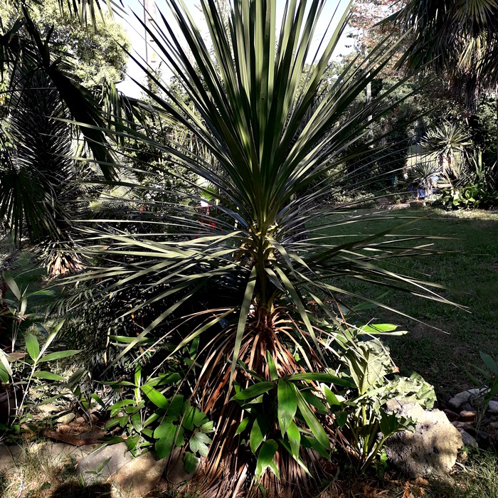 cordyline &quot;chattam island&quot;