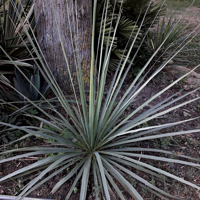 nolina longifolia