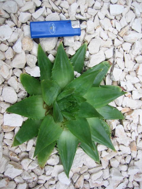 aloe polyphylla (7) [680x640].JPG