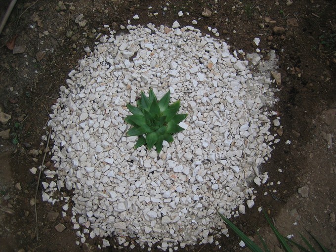 aloe polyphylla (10) [680x640].JPG