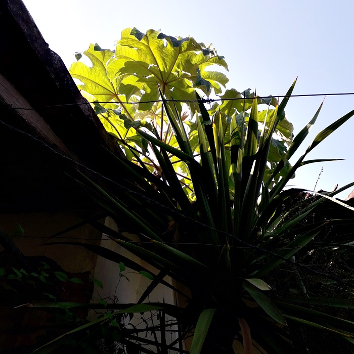 yucca elephantipes guatemalensis / tetrapanax.