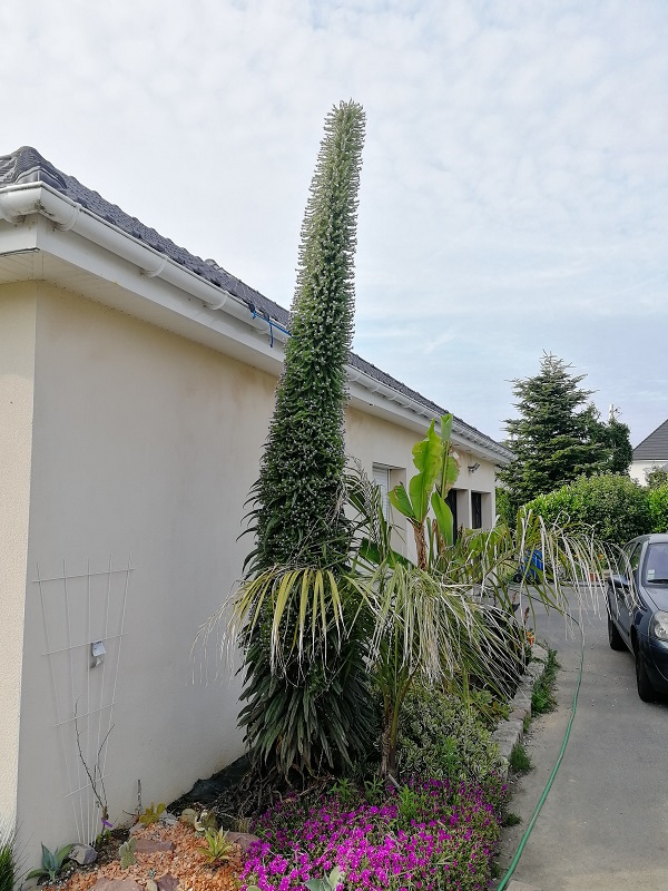 Mesure définitive du monstre 3.90m j'ai du l'attacher à la gouttière car avait tendance à pencher sur le butiagrus en dessous.