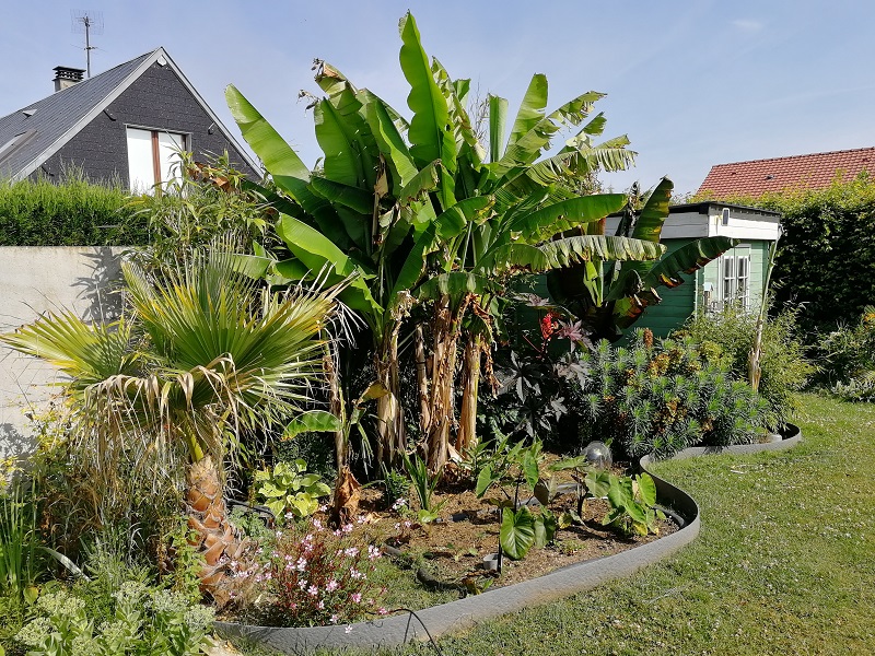 massif bananier, devant pouponnière à alocasias et colocasias