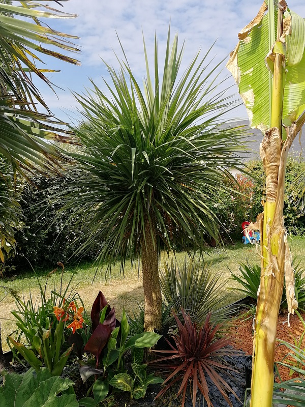 mes cordylines qui avaient toutes perdues leur tête suite au moscou/paris