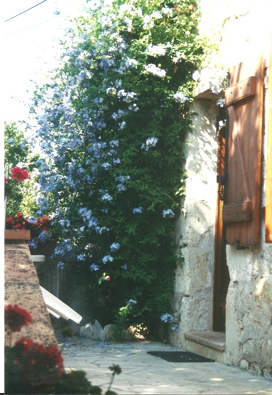 Plumbago4.jpg